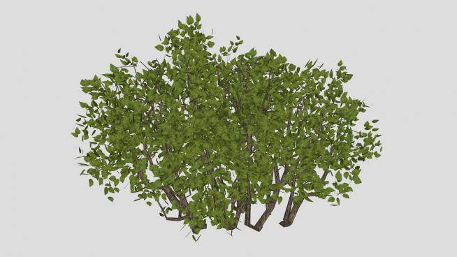 阔叶常绿灌木植物SU模型下载_sketchup草图大师SKP模型