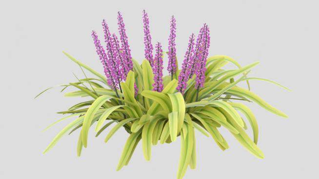 多年生紫色植物SU模型下载_sketchup草图大师SKP模型