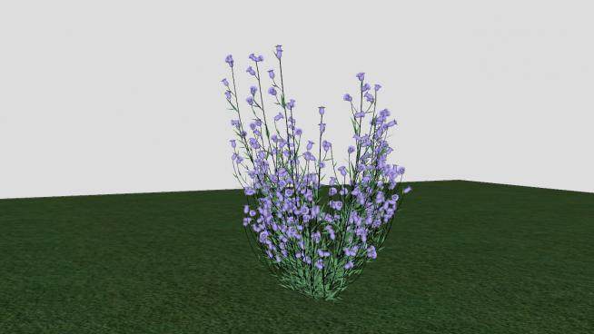 直立灌木紫色花朵SU模型下载_sketchup草图大师SKP模型