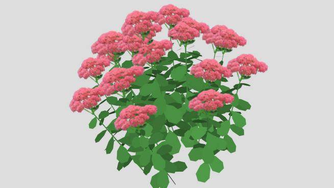粉红色花卉植物SU模型下载_sketchup草图大师SKP模型
