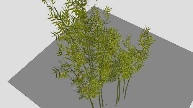 禾本科竹子植物SU模型下载_sketchup草图大师SKP模型