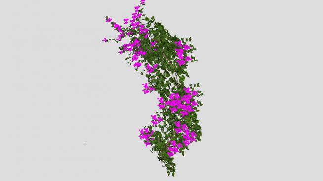 紫色花卉藤本植物SU模型下载_sketchup草图大师SKP模型