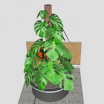 攀援性植物龟背竹盆栽SU模型下载_sketchup草图大师SKP模型