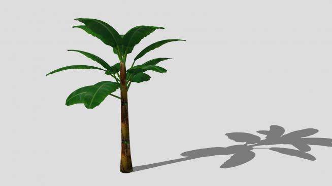 常绿植物芭蕉树SU模型下载_sketchup草图大师SKP模型