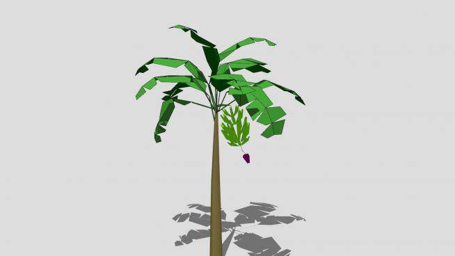 热带植物芭蕉树SU模型下载_sketchup草图大师SKP模型