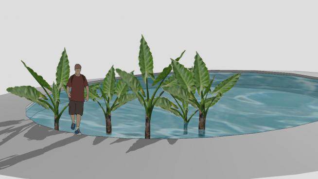 水池中的芭蕉树SU模型下载_sketchup草图大师SKP模型