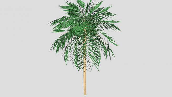 常绿多年生植物棕榈树SU模型下载_sketchup草图大师SKP模型