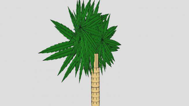 常绿热带树木SU模型下载_sketchup草图大师SKP模型