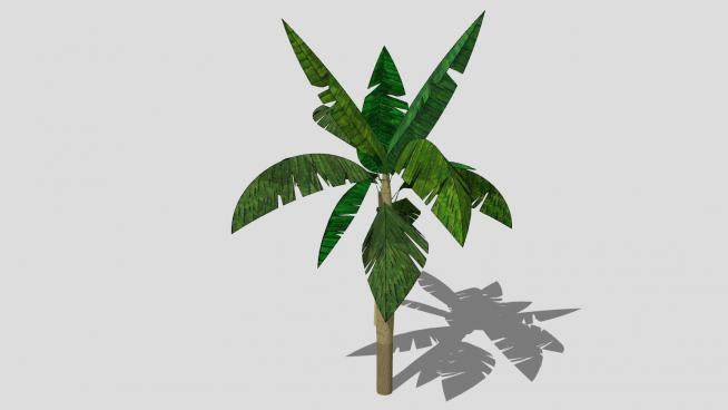 马尼拉麻蕉植物SU模型下载_sketchup草图大师SKP模型