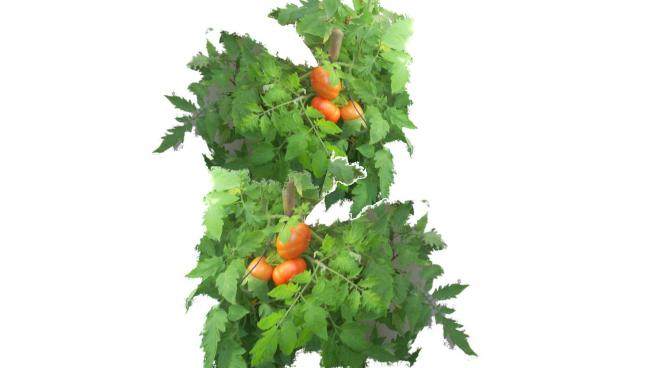 番茄蔬菜植物SU模型下载_sketchup草图大师SKP模型