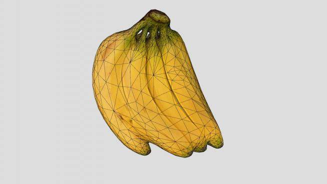 黄皮香蕉水果SU模型下载_sketchup草图大师SKP模型