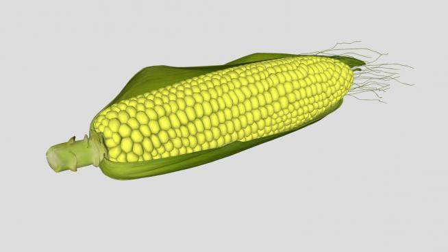 带叶的粮食类玉米SU模型下载_sketchup草图大师SKP模型