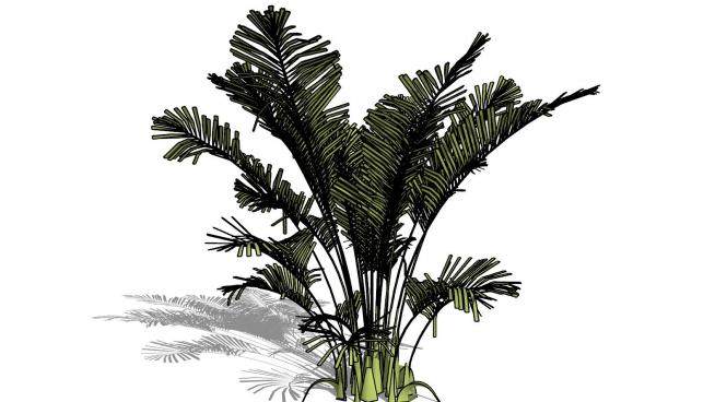 棕榈树植物SU模型下载_sketchup草图大师SKP模型