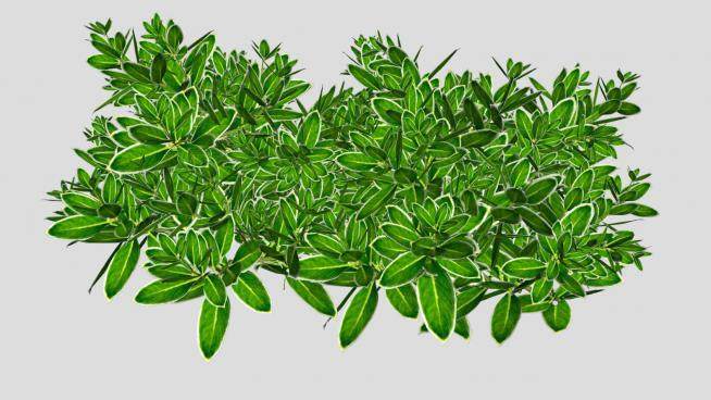 绿叶观赏灌木植物SU模型下载_sketchup草图大师SKP模型