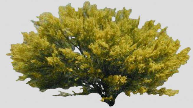 黄色树叶灌木植物SU模型下载_sketchup草图大师SKP模型