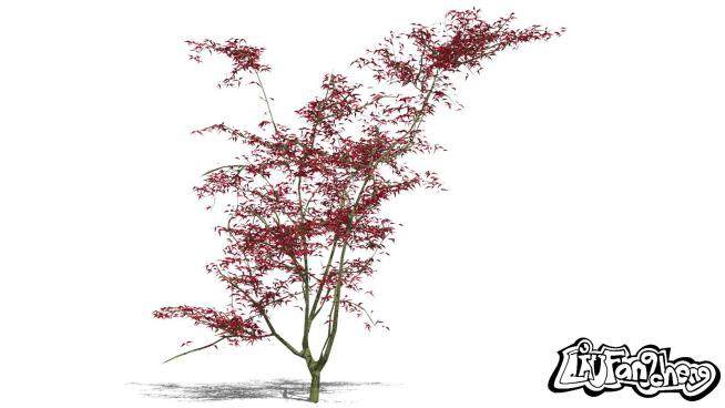 现代植物3D枫树SU模型下载_sketchup草图大师SKP模型