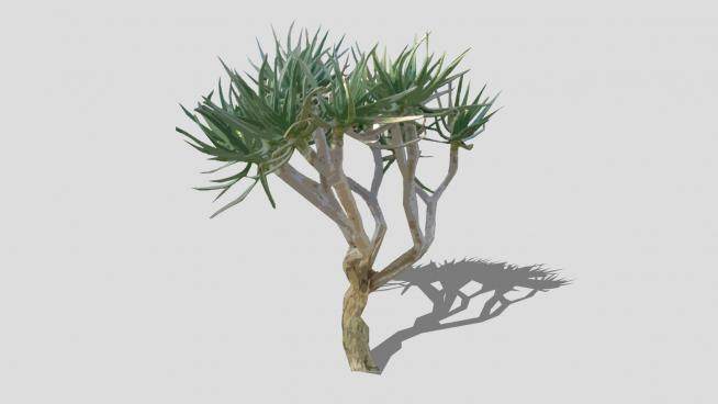 2D沙漠树SU模型下载_sketchup草图大师SKP模型