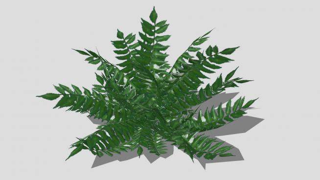 绿叶观叶植物SU模型下载_sketchup草图大师SKP模型