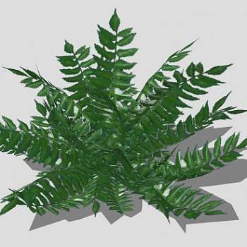 绿叶观叶植物SU模型下载_sketchup草图大师SKP模型