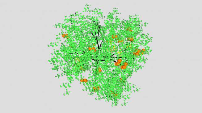 长果实的橙树SU模型下载_sketchup草图大师SKP模型