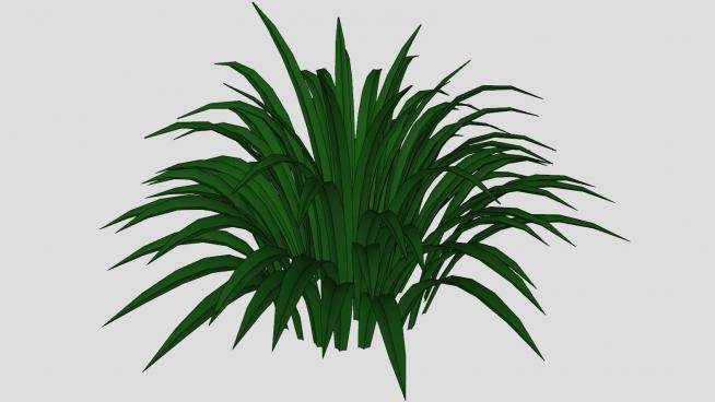 常绿观叶植物SU模型下载_sketchup草图大师SKP模型