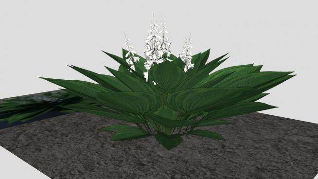 白色花卉灌木植物SU模型下载_sketchup草图大师SKP模型