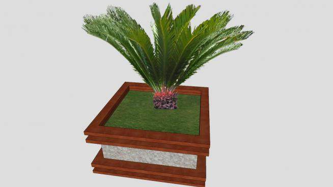 地景植物棕榈树SU模型下载_sketchup草图大师SKP模型