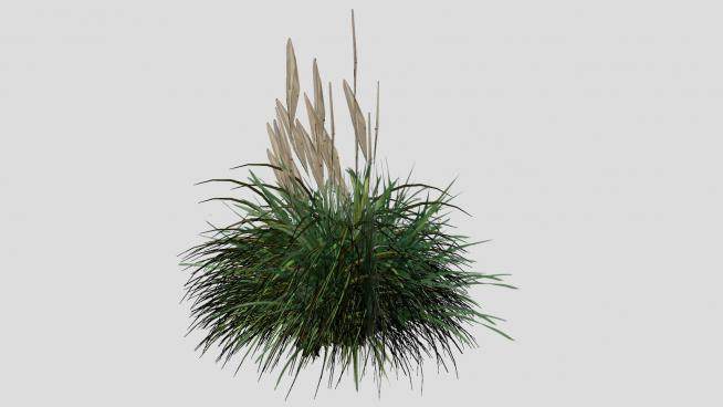 3D芦苇草植物SU模型下载_sketchup草图大师SKP模型
