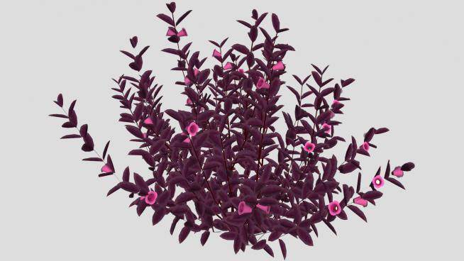 紫色叶子花卉灌木SU模型下载_sketchup草图大师SKP模型