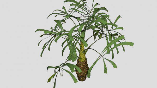 棕榈科乔木植物SU模型下载_sketchup草图大师SKP模型