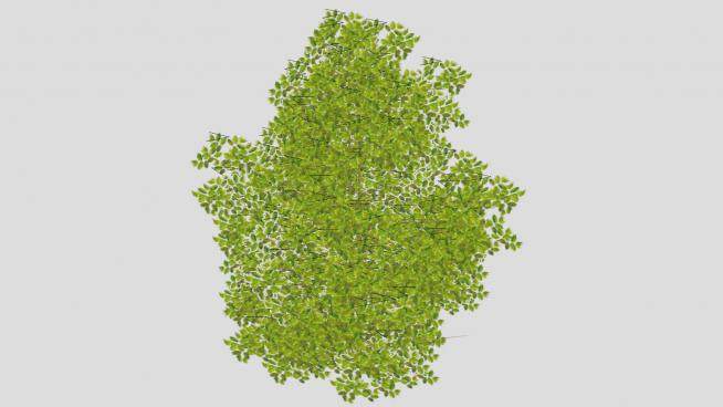 常绿灌木丛植物SU模型下载_sketchup草图大师SKP模型