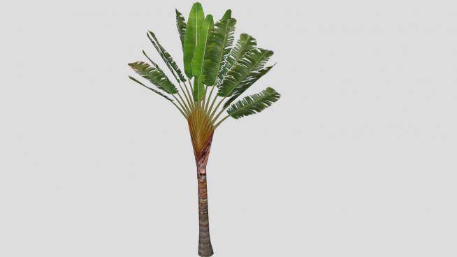 3D棕榈科乔木植物SU模型下载_sketchup草图大师SKP模型