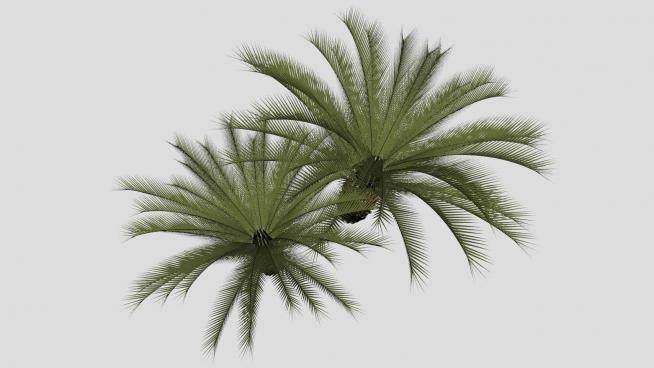 棕榈乔木花园植物SU模型下载_sketchup草图大师SKP模型