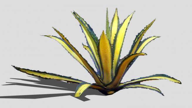 斑驳的龙舌兰植物SU模型下载_sketchup草图大师SKP模型
