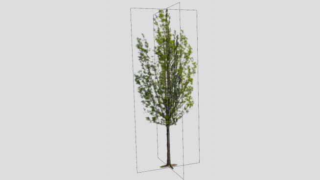 意大利杨树植物SU模型下载_sketchup草图大师SKP模型