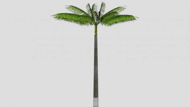 热带植物棕榈树SU模型下载_sketchup草图大师SKP模型