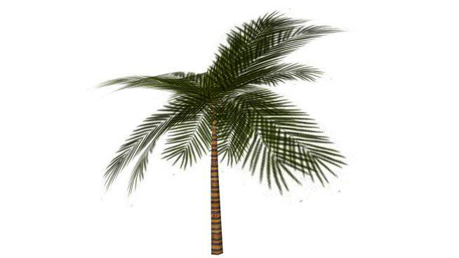 棕榈树热带植物SU模型下载_sketchup草图大师SKP模型