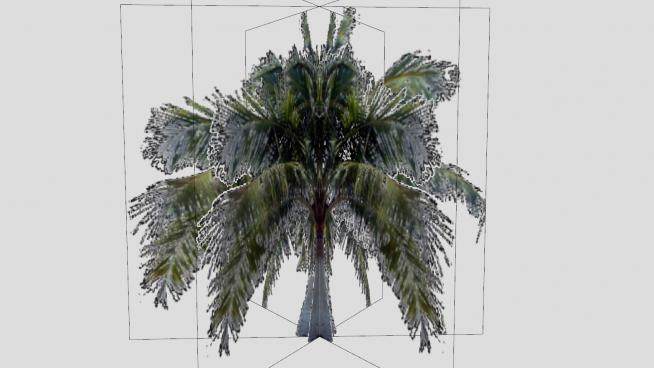 简易3D棕榈树SU模型下载_sketchup草图大师SKP模型