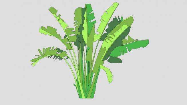 2D平面棕榈植物SU模型下载_sketchup草图大师SKP模型
