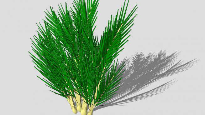 棕榈树叶植物SU模型下载_sketchup草图大师SKP模型