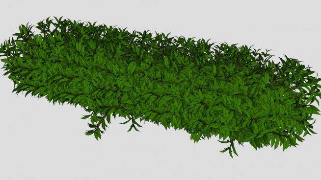 六棵灌木植物SU模型下载_sketchup草图大师SKP模型