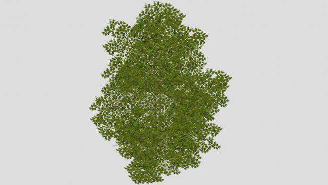 景观木本植物SU模型下载_sketchup草图大师SKP模型