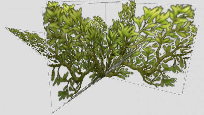 低矮灌木植物SU模型下载_sketchup草图大师SKP模型