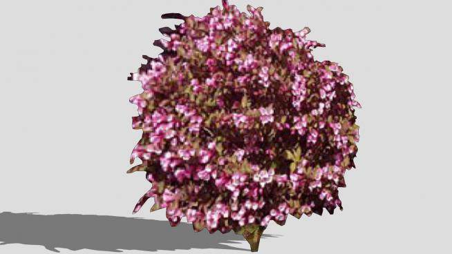 2D美丽的灌木植物SU模型下载_sketchup草图大师SKP模型