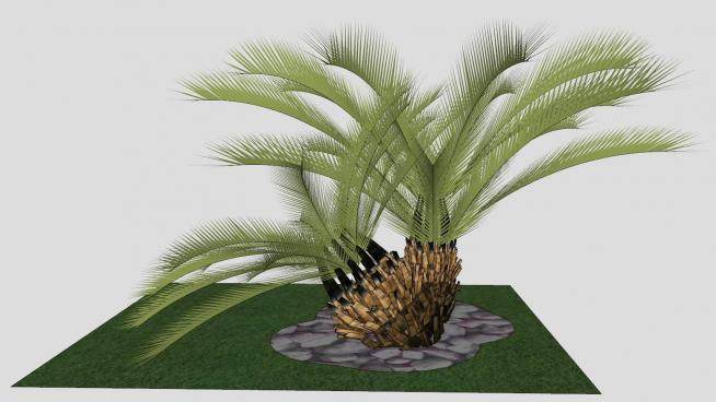 观赏植物棕榈树SU模型下载_sketchup草图大师SKP模型