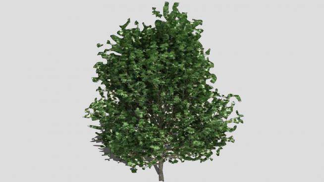 大型木本植物SU模型下载_sketchup草图大师SKP模型