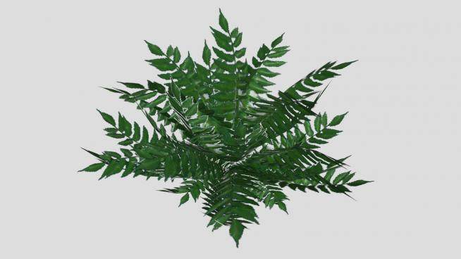 3D常绿蕨类植物SU模型下载_sketchup草图大师SKP模型