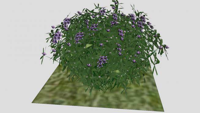 紫色花卉开花植物SU模型下载_sketchup草图大师SKP模型