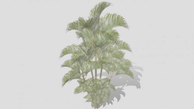 古巴棕榈树植物SU模型下载_sketchup草图大师SKP模型