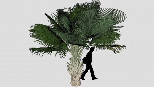 热带棕榈植物SU模型下载_sketchup草图大师SKP模型
